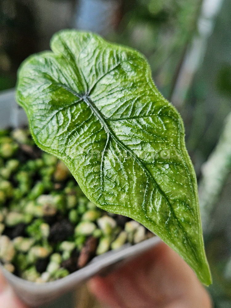 알로카시아 미스틱 NO 9~3 자구묘--5