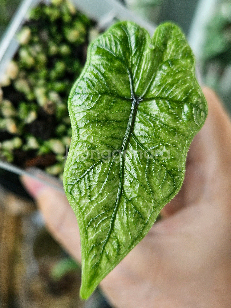 알로카시아 미스틱 NO 9~3 자구묘--4