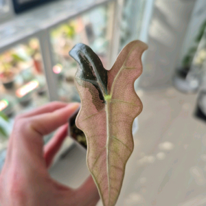 알로카시아 노빌리스 핑크 바리에가타/왕자구묘