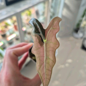 알로카시아 노빌리스 핑크 바리에가타/왕자구묘