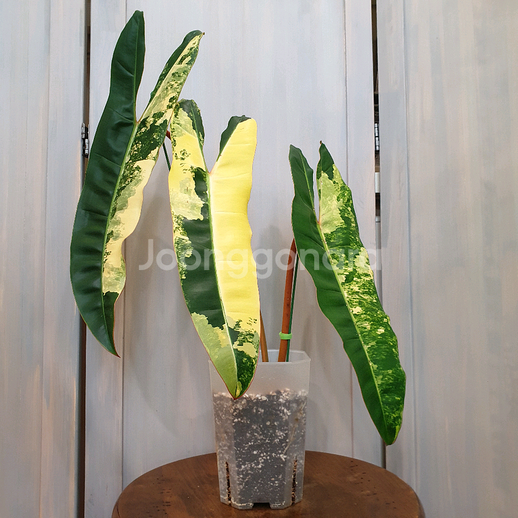 #조배X #탑 #잎40cm ~ 빌리에티에 바리에가타--1