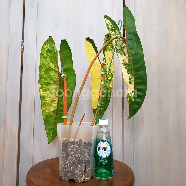 #조배X #탑 #잎40cm ~ 빌리에티에 바리에가타--2