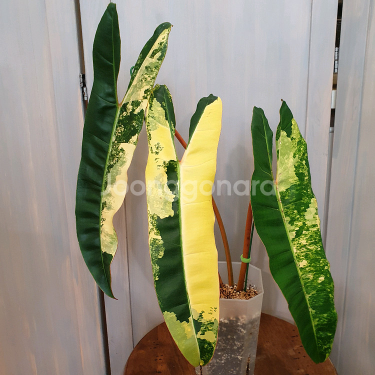 #조배X #탑 #잎40cm ~ 빌리에티에 바리에가타--0