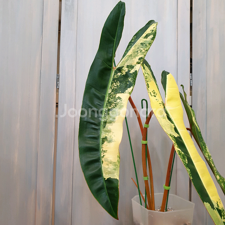 #조배X #탑 #잎40cm ~ 빌리에티에 바리에가타--6