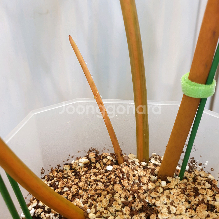 #조배X #탑 #잎40cm ~ 빌리에티에 바리에가타--8