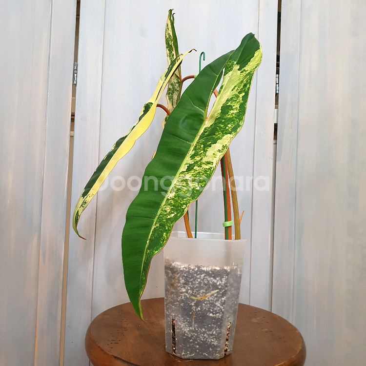 #조배X #탑 #잎40cm ~ 빌리에티에 바리에가타--3