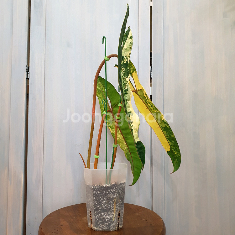 #조배X #탑 #잎40cm ~ 빌리에티에 바리에가타--4