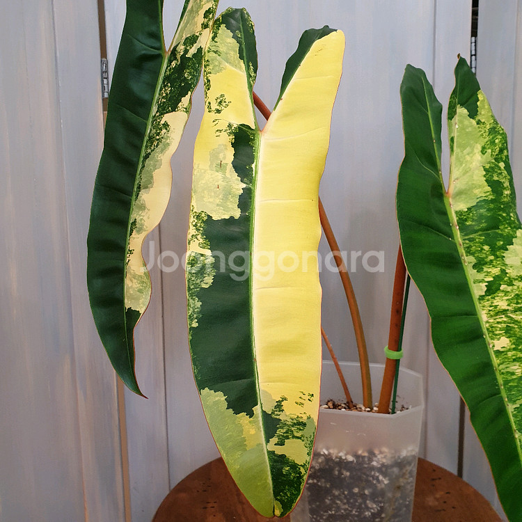 #조배X #탑 #잎40cm ~ 빌리에티에 바리에가타--7