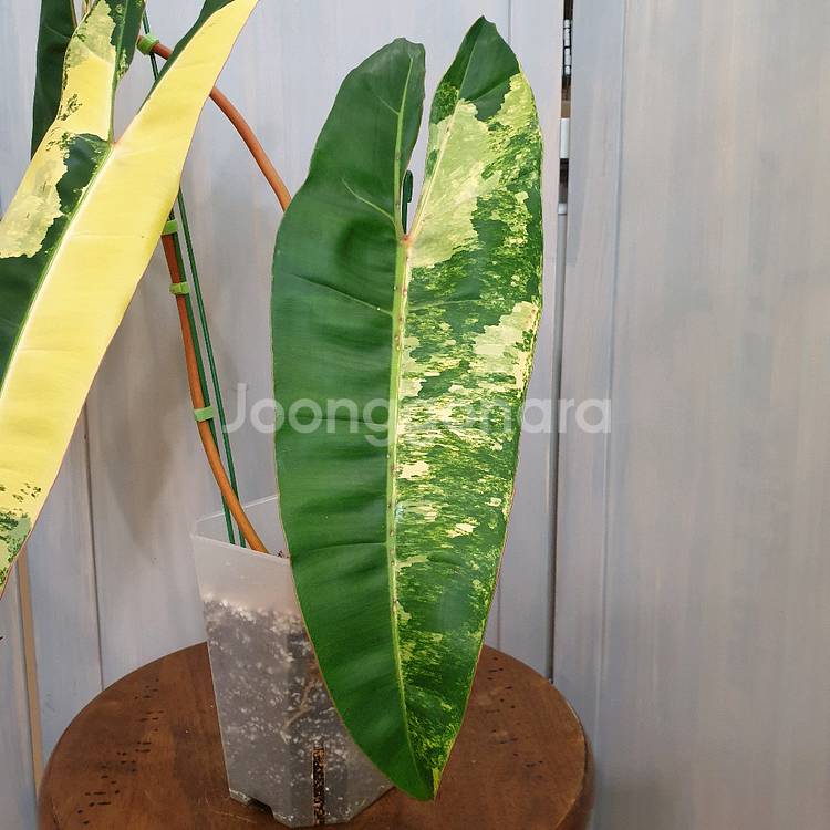 #조배X #탑 #잎40cm ~ 빌리에티에 바리에가타--5