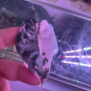 완전무천!!아마조니카 화이트핑크 바리에가타