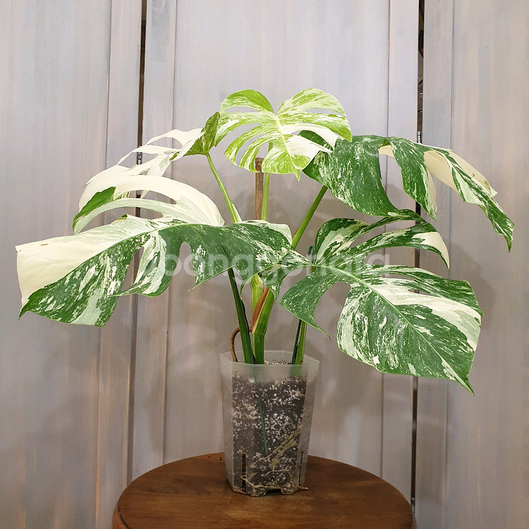 #탑5장 #잎32cm ~ 몬스테라 알보 바리에가타--1