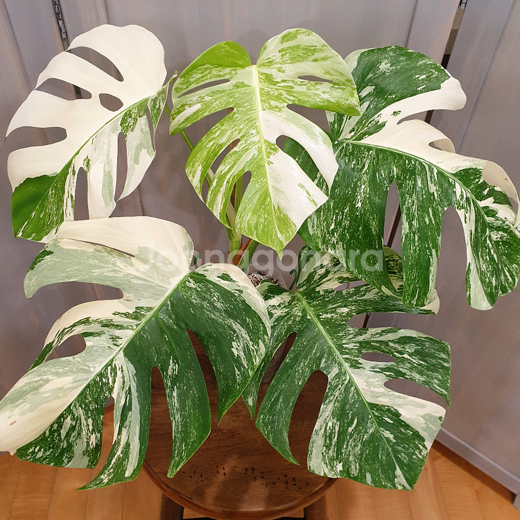 #탑5장 #잎32cm ~ 몬스테라 알보 바리에가타--0