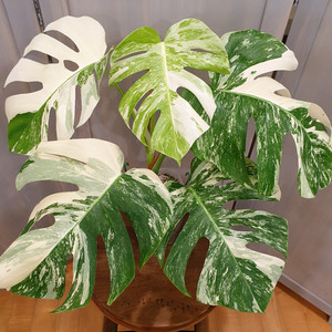 #탑 #잎32cm ~ 몬스테라 알보 바리에가타