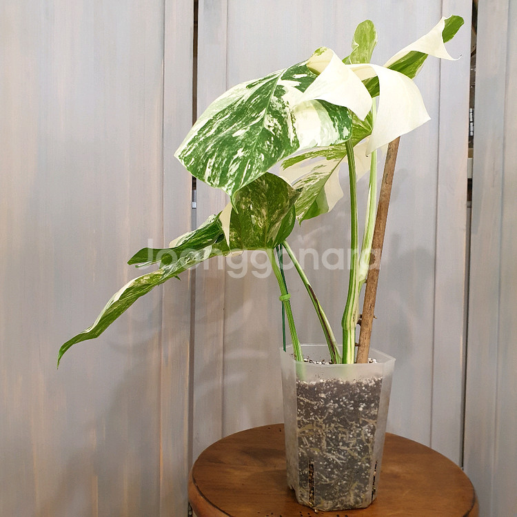 #탑5장 #잎32cm ~ 몬스테라 알보 바리에가타--4