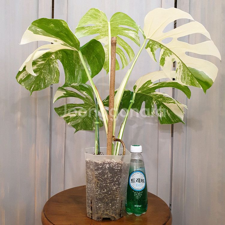 #탑5장 #잎32cm ~ 몬스테라 알보 바리에가타--2