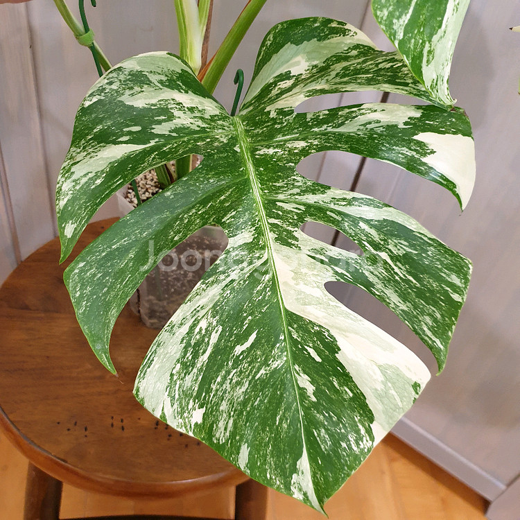 #탑5장 #잎32cm ~ 몬스테라 알보 바리에가타--5
