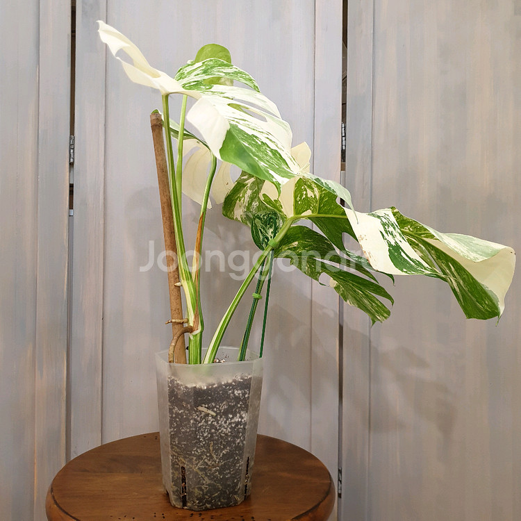 #탑5장 #잎32cm ~ 몬스테라 알보 바리에가타--3