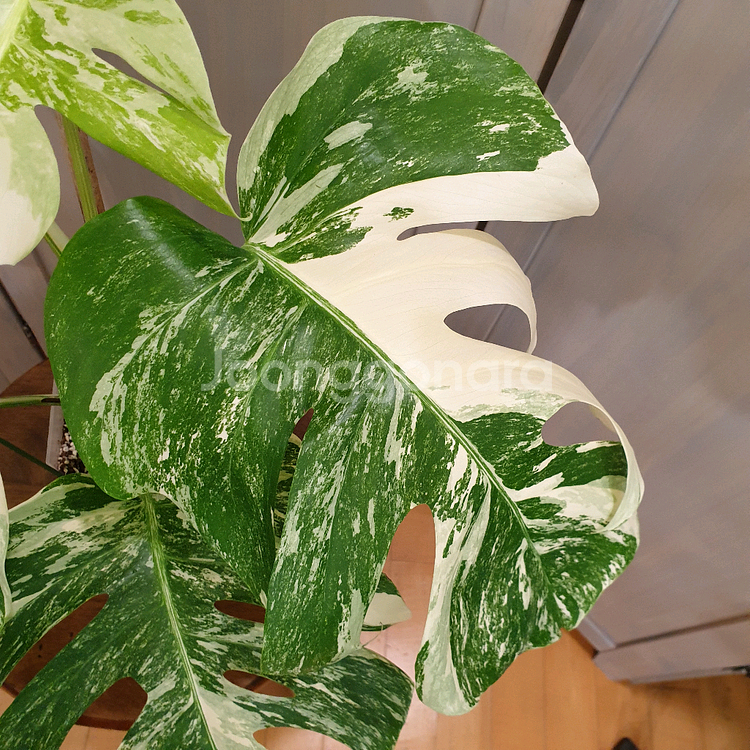 #탑5장 #잎32cm ~ 몬스테라 알보 바리에가타--7