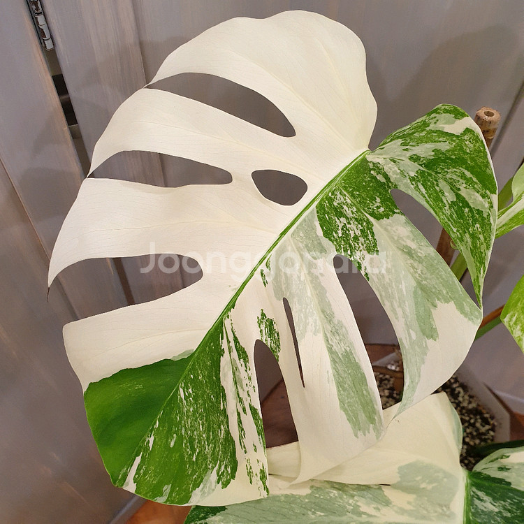 #탑5장 #잎32cm ~ 몬스테라 알보 바리에가타--8