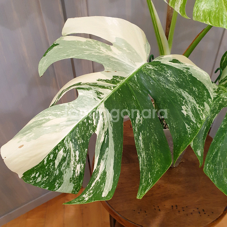 #탑5장 #잎32cm ~ 몬스테라 알보 바리에가타--6