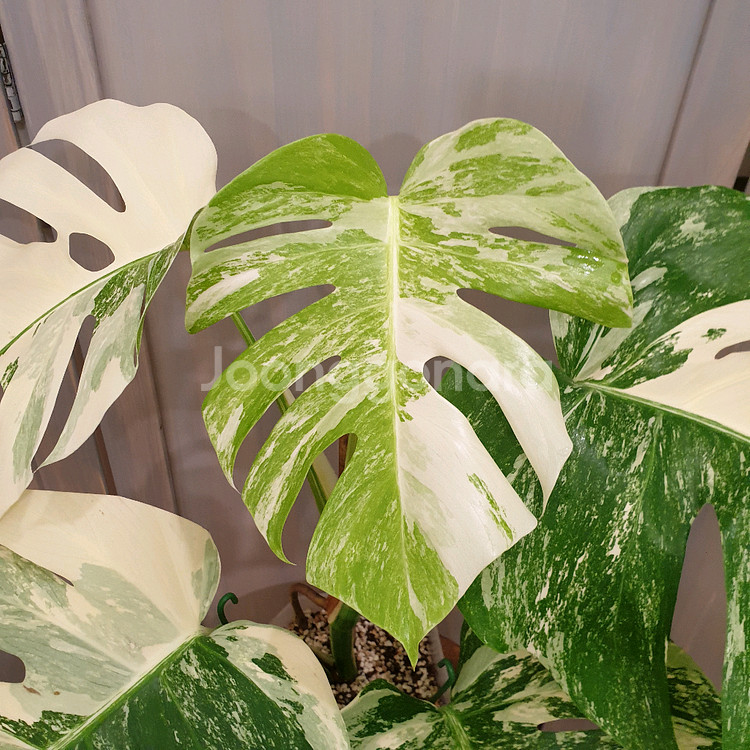 #탑5장 #잎32cm ~ 몬스테라 알보 바리에가타--9