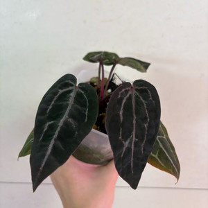 안스리움 자미미자