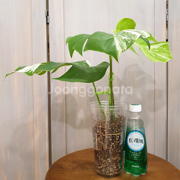 #탑3장 #잎23cm ~ 몬스테라 알보 바리에가타--1