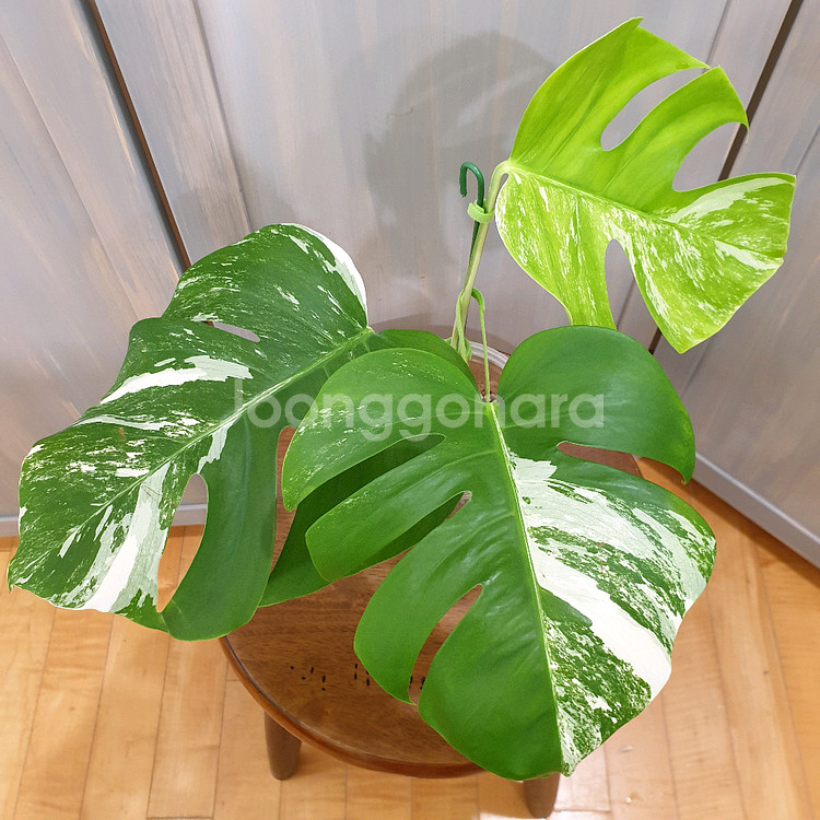 #탑3장 #잎23cm ~ 몬스테라 알보 바리에가타--0