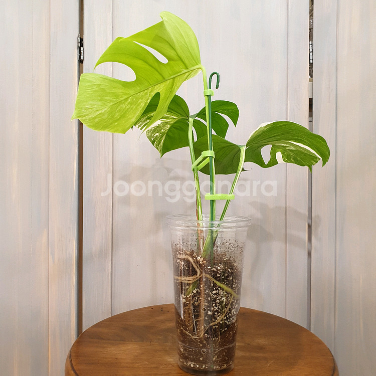 #탑3장 #잎23cm ~ 몬스테라 알보 바리에가타--2
