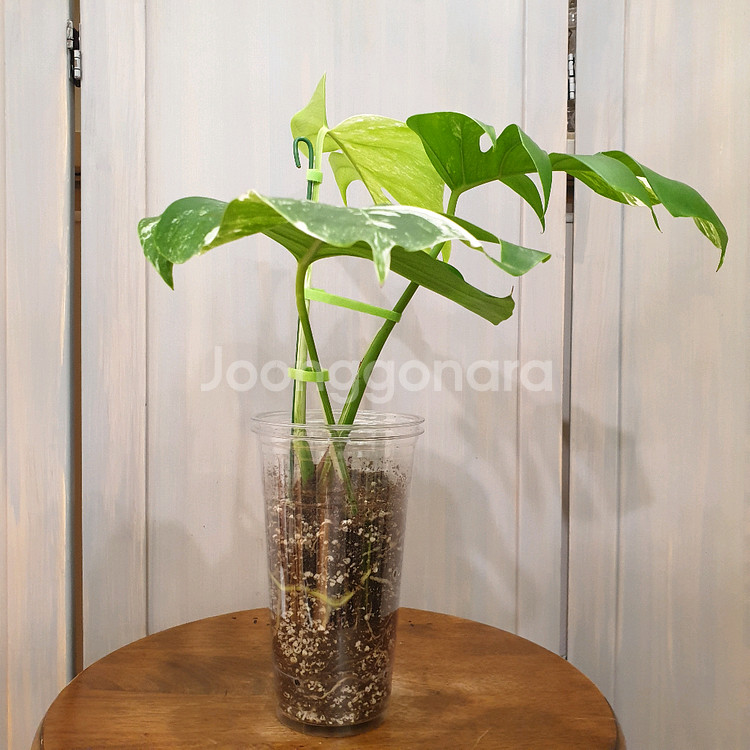 #탑3장 #잎23cm ~ 몬스테라 알보 바리에가타--3