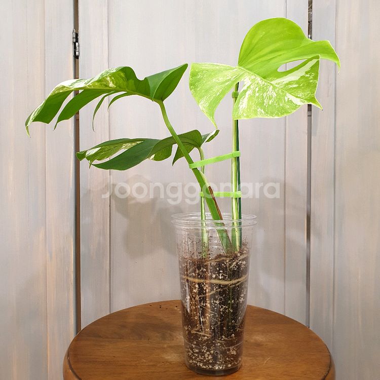#탑3장 #잎23cm ~ 몬스테라 알보 바리에가타--4