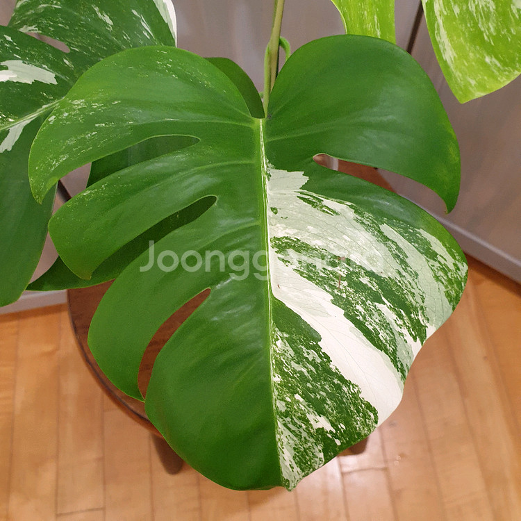 #탑3장 #잎23cm ~ 몬스테라 알보 바리에가타--6