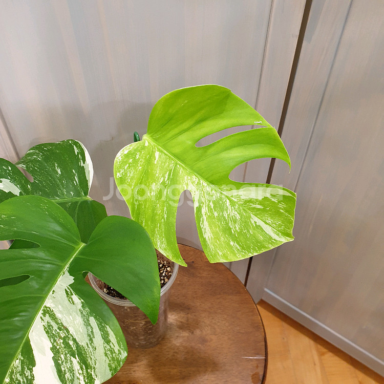 #탑3장 #잎23cm ~ 몬스테라 알보 바리에가타--7