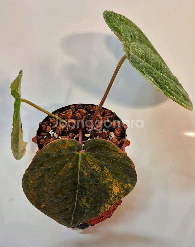 럭셔리안스 하이브리드바리에가타 무천이--3