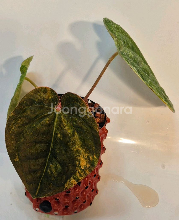 럭셔리안스 하이브리드바리에가타 무천이--2