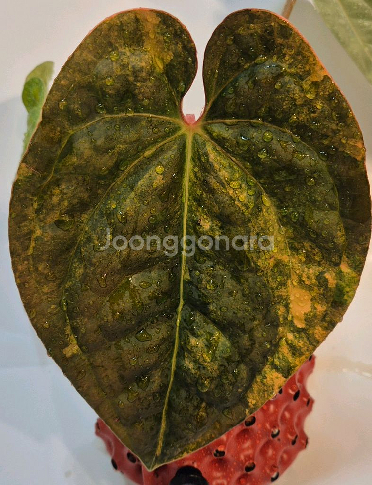 럭셔리안스 하이브리드바리에가타 무천이--0