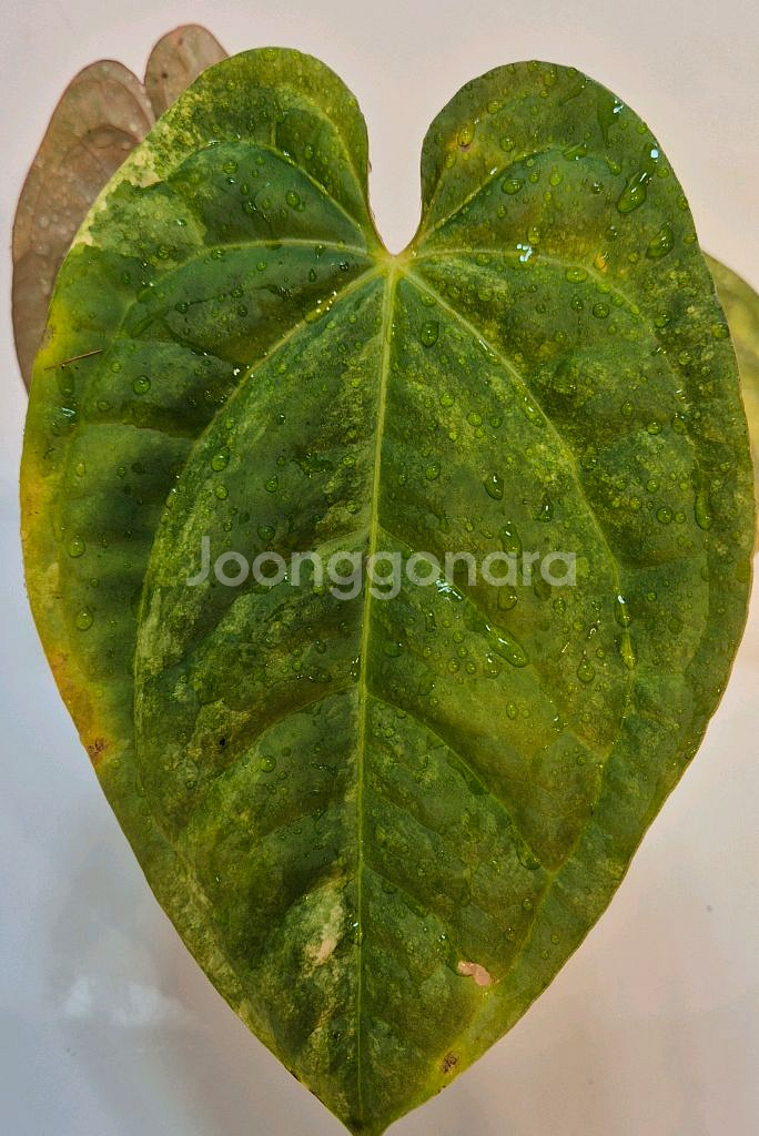 럭셔리안스 하이브리드바리에가타 무천이--1