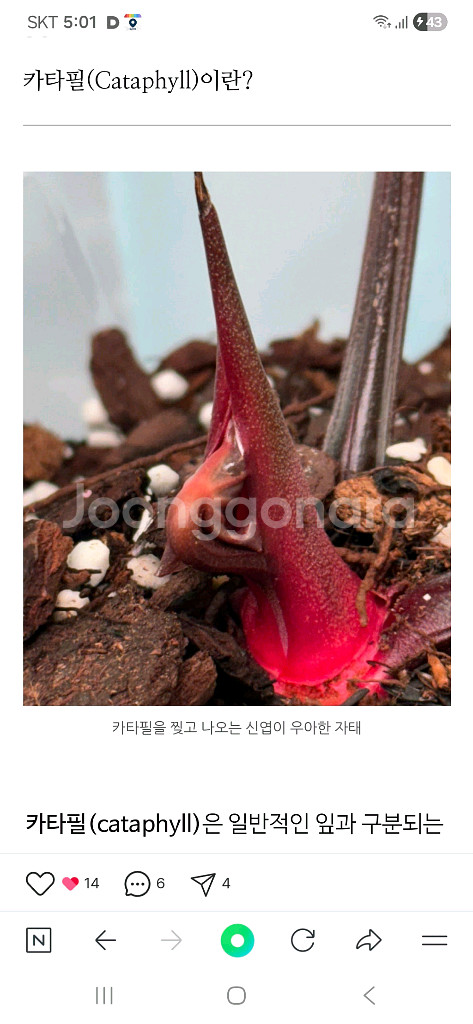 럭셔리안스 하이브리드바리에가타 무천이--7