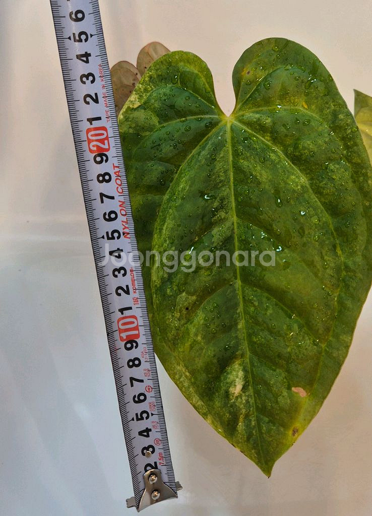 럭셔리안스 하이브리드바리에가타 무천이--6