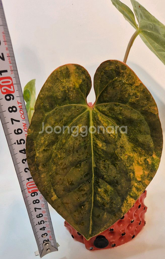 럭셔리안스 하이브리드바리에가타 무천이--5