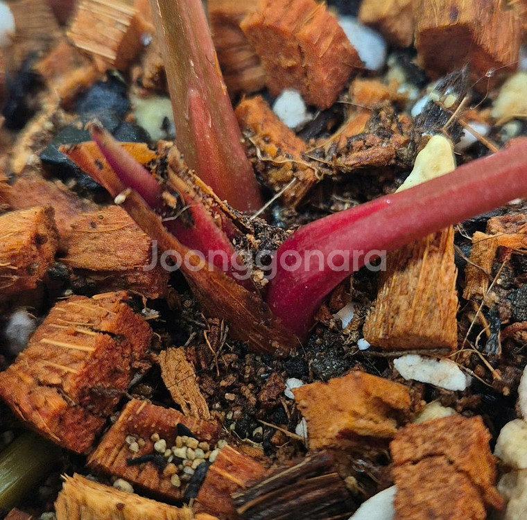 럭셔리안스 하이브리드바리에가타 무천이--4