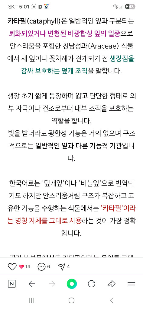 럭셔리안스 하이브리드바리에가타 무천이--8