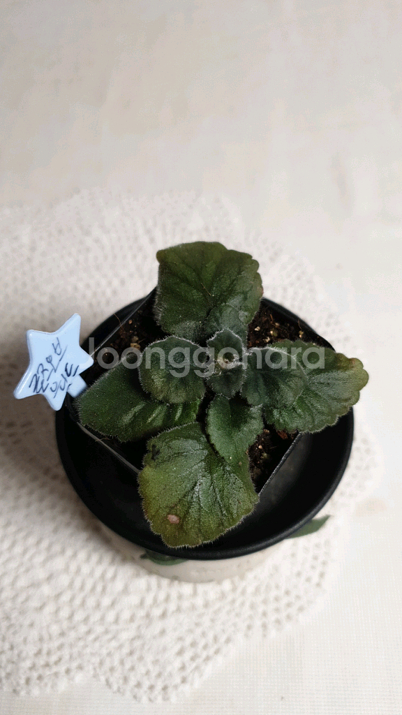 Bal. 로즈 오브 월드 미니신닌기아--1