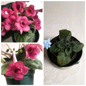 Bal. 로즈 오브 월드 미니신닌기아