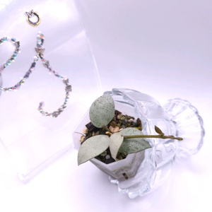 호야 민트코인 #no2