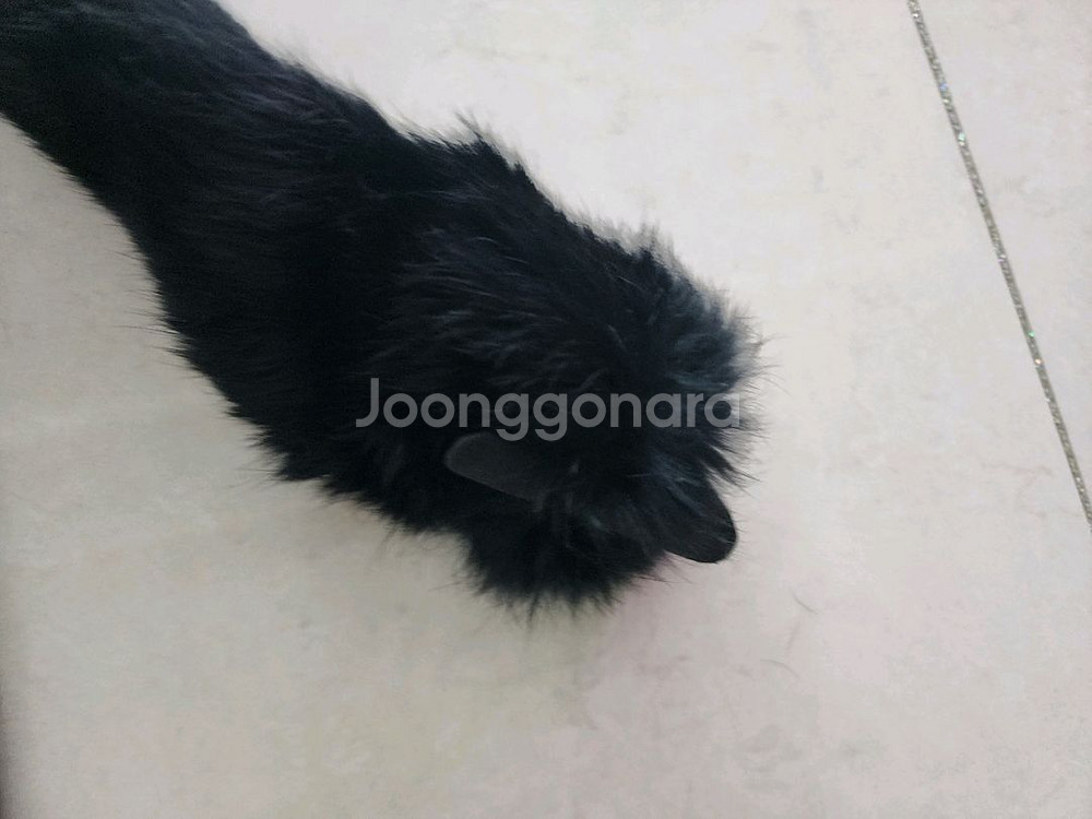 ENC 에서 나온 토끼털 목도리 팔아요--6