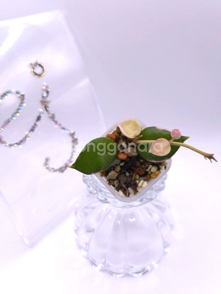 호야 라쿠노사 아사미 우노소보 #only1--0