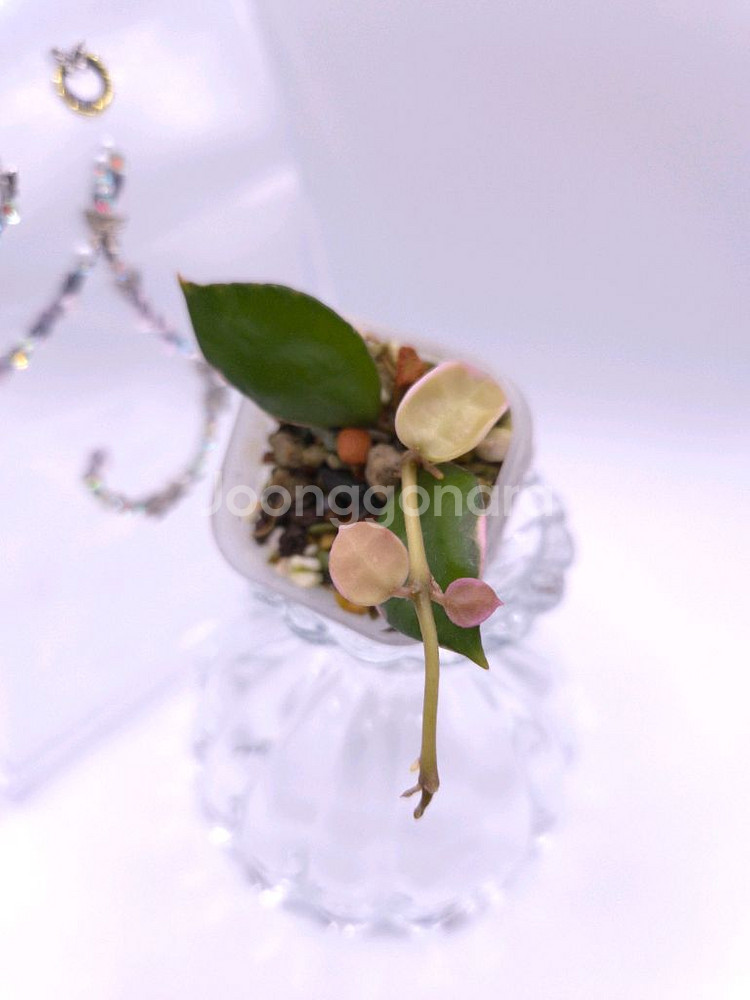 호야 라쿠노사 아사미 우노소보 #only1--1