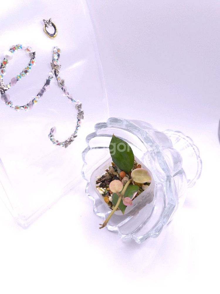 호야 라쿠노사 아사미 우노소보 #only1--2