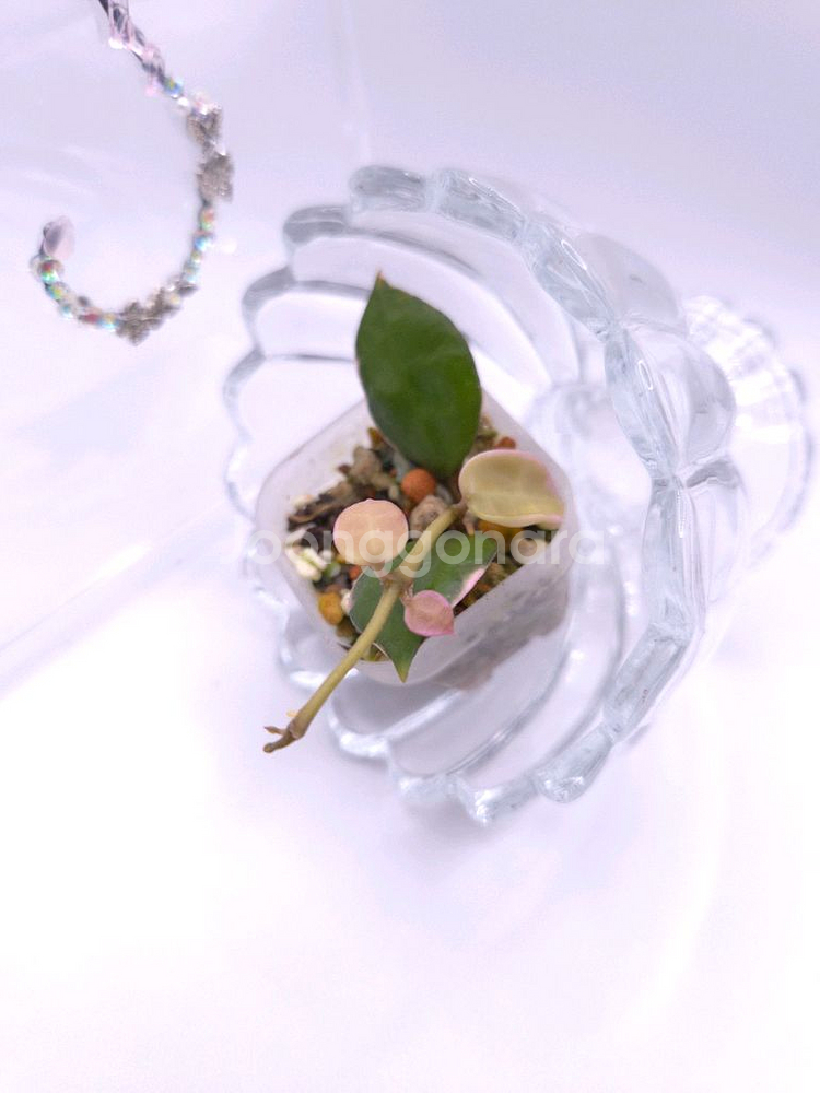 호야 라쿠노사 아사미 우노소보 #only1--3